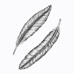 Two hand drawn feathers vector