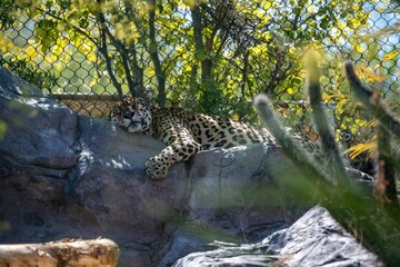 An Amur Leopard in Palm Springs, California