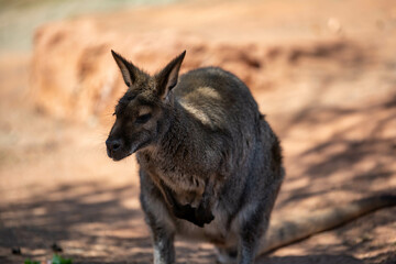 A Bennett Wallaby in Palm Springs, California