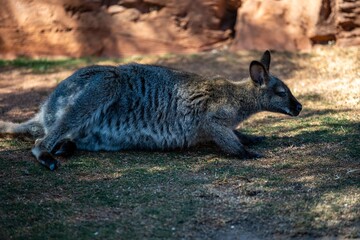 A Bennett Wallaby in Palm Springs, California