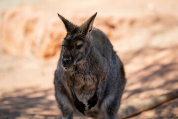 A Bennett Wallaby in Palm Springs, California