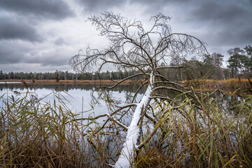 landscape in november mood in the post glacial high moor of the Wurzacher Ried in the Allgau area, Baden-Wuerttemberg, Germany
