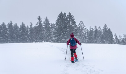 nice senior woman snowshoing in heavy snow fall in a winterly forest and moor landscape in the...