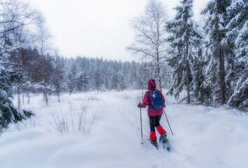 nice senior woman snowshoing in heavy snow fall in a winterly forest and moor landscape in the Bergenzer Wald area of Vorarlberg, Austria