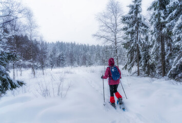 nice senior woman snowshoing in heavy snow fall in a winterly forest and moor landscape in the...