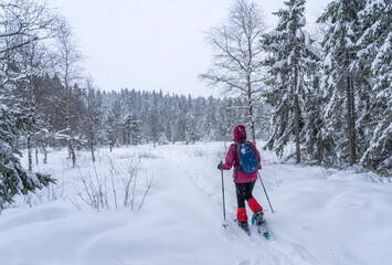nice senior woman snowshoing in heavy snow fall in a winterly forest and moor landscape in the Bergenzer Wald area of Vorarlberg, Austria