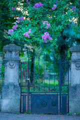 a wrought-iron gate and beautiful myrtle flowers entwined it
