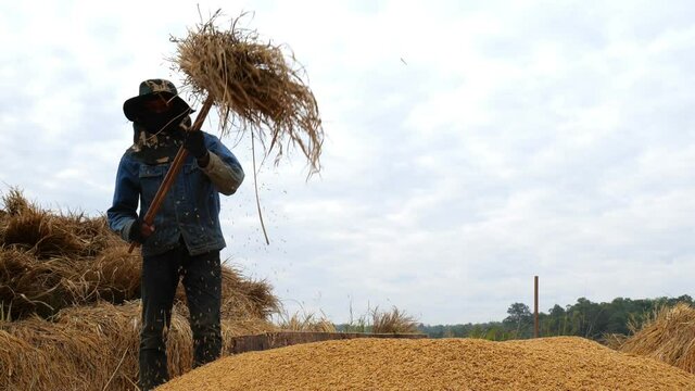 farmer threshing rice with manual harvest rice