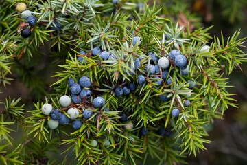 juniper berries