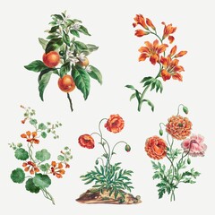 Flower vector vintage art print set, remixed from artworks by John Edwards - obrazy, fototapety, plakaty