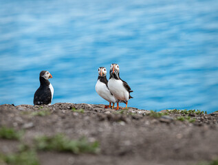 Puffin with fish on the ground on Inner Farne Island in the Farne Islands, Northumberland, England
