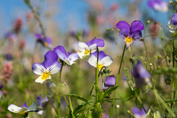 zinc violets