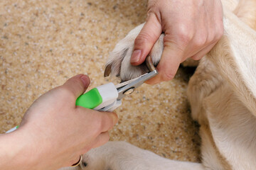 Cutting the nails of a dog with a clipper close-up.