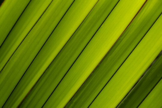 led latan palm