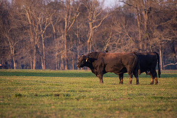 Angus bull and cow in pasture