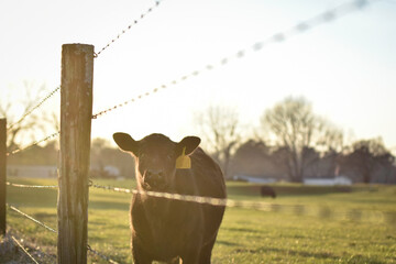 Angus calf in golden hour sunlight near fence © jackienix
