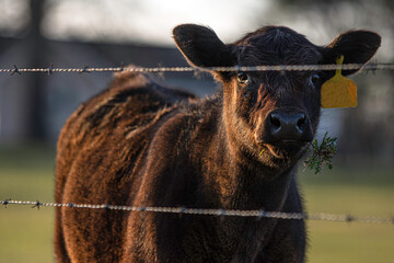 Angus calf with twig in mouth