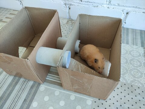 Hamster in the homemade cardboard house