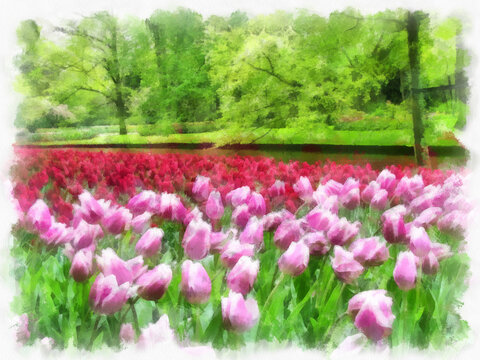 Tulips - Netherlands. Landscape with tulips. Watercolor drawing picture
