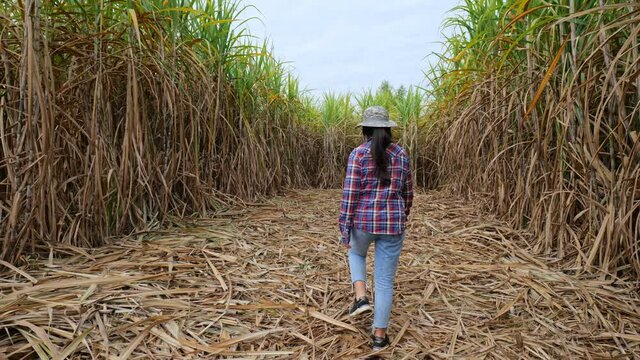 farmer working in sugarcane field,moving shot with stabilizer 
