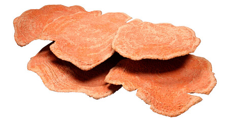 3D Rendering Coral on White © photosvac