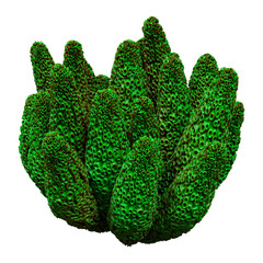 3D Rendering Coral on White © photosvac