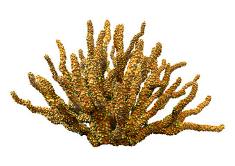 3D Rendering Coral on White © photosvac
