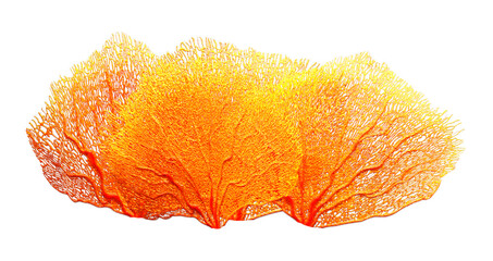 3D Rendering Coral on White - obrazy, fototapety, plakaty