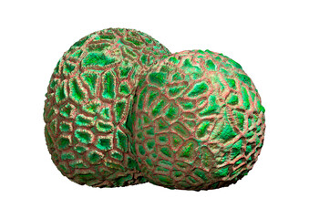 3D Rendering Coral on White © photosvac
