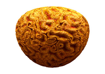 3D Rendering Coral on White © photosvac