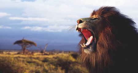 Lion roaring on African savanna