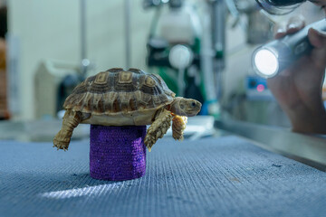 Turtles are Exotic Pets. Sulcata Tortoise or African spurred tortoise are walking on the table  in the veterinary examination room.
