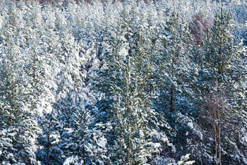 Beautiful view of snowy spruce on a winter day.  Fabulous nature wallpaper, Christmas beauty.