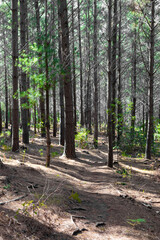 Rows of trees in a Pine Forest Plantation.