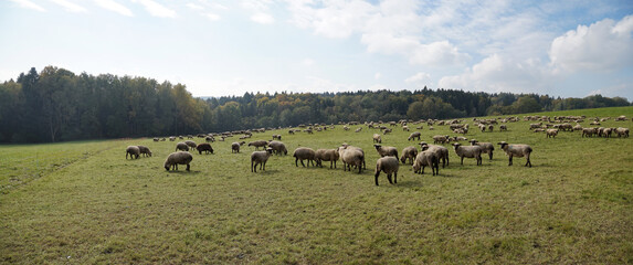 Schafherde im Mangfalltal / Stern bei Vagen