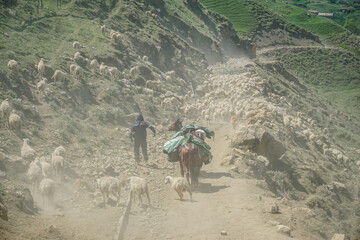 A shepherd with horses leads a flock of sheep and rams through the mountains