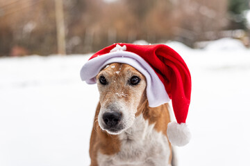 terrier dog santa outdoor in snow