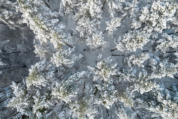 Aerial view of frosty white winter pine forests and birch groves covered with hoarfrost and snow. Drone photo of high trees in mountains at winter time. Christmas theme background. Idyllic landscape