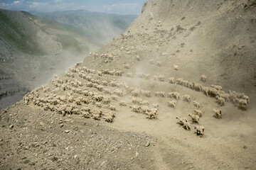 Driving a huge flock of rams and sheep in Dagestan