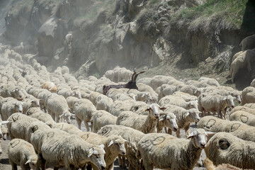 Driving a huge flock of rams and sheep in Dagestan