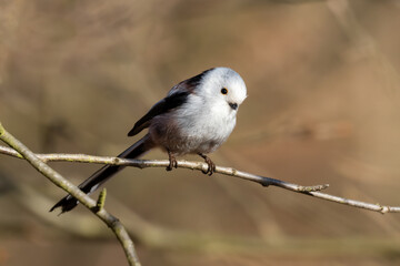 Long-tailed Tit sitting on a twig, Aegithalos caudatus, bird with white feathers and black tail, small European bird, fast and agile, looks like a small white ball