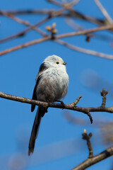 Long-tailed Tit sitting on a twig, Aegithalos caudatus, bird with white feathers and black tail, small European bird, fast and agile, looks like a small white ball