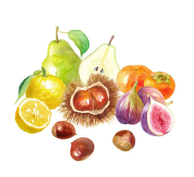 秋冬のフルーツの集合。栗、柿、イチジク、洋梨、柚子の水彩イラスト。
