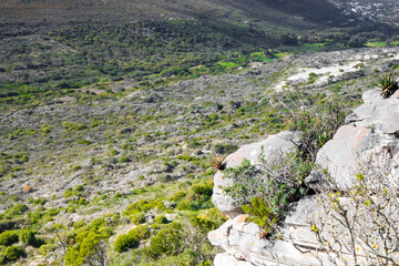 Rugged mountain landscape with fynbos flora in Cape Town.