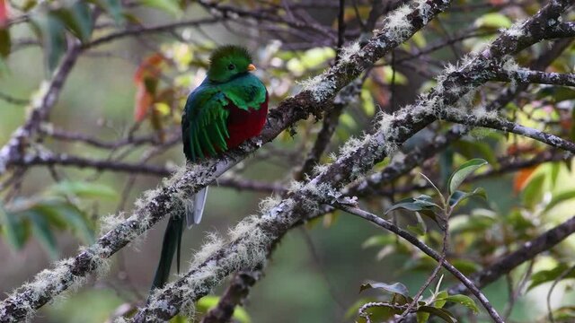 Resplendent Quetzal (Pharomachrus mocinno) male front view perched on branch, San Gerardo Costa Rica
