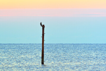 A bird on a pole in the sea