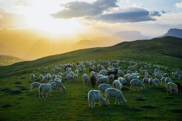Obraz premium Flock of rams and sheep on a beautiful green meadow at sunset