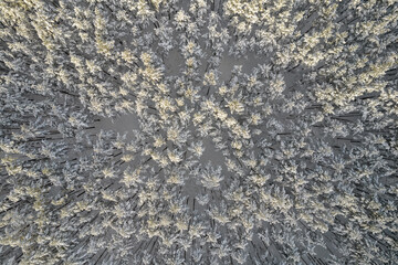 Aerial view of frosty white winter pine forests and birch groves covered with hoarfrost and snow. Drone photo of high trees in mountains at winter time. Christmas theme background. Idyllic landscape