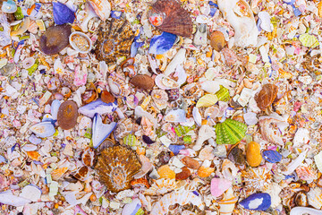 Overhead view of washed up and broken sea shells on sandy beach