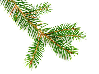 Fir branch isolated on white background